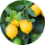 Citrusextract