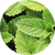 Pepermuntextract