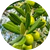 Olijfextract
